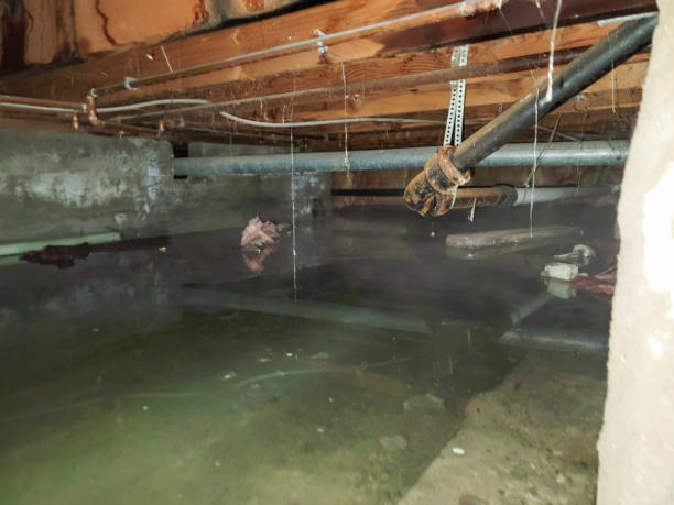 Best Basement water damage restoration  in St Simons, GA